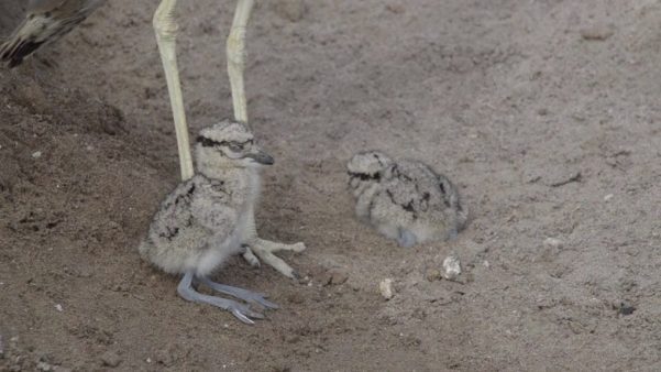 Foto de Chorlo Cabezón (), familia Charadriidae, aves de Chile