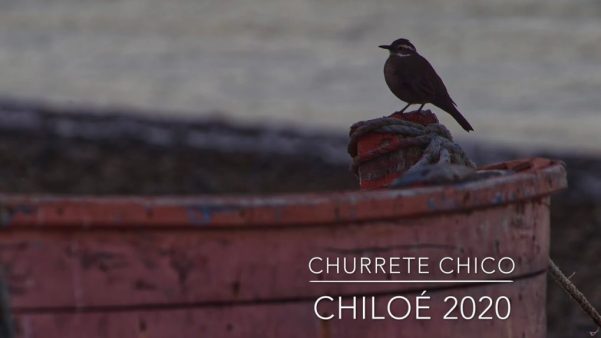 Churrete chico