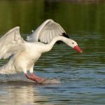 Cisne coscoroba buscando comida
