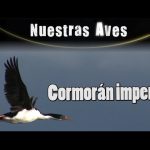 Cormoran Imperial