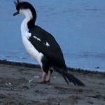 Cormoran antartico
