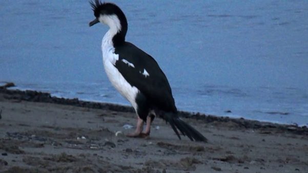 Cormoran antartico