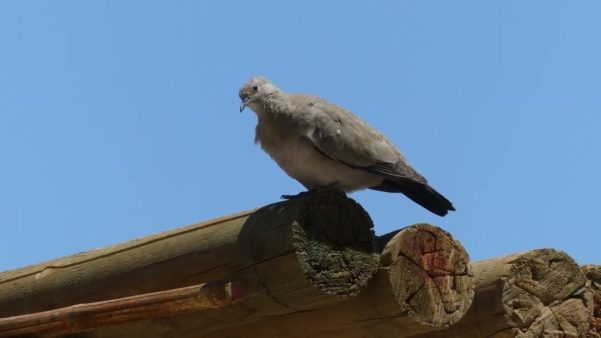 Foto de Tórtola Cordillerana (), familia Columbidae, aves de Chile