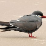 caracteristicas principales del gaviotin monja chileno