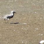 Foto de Chorlo Ártico (), familia Charadriidae, aves de Chile