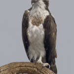 Foto de Aguila pescadora (), familia Pandionidae, aves de Chile