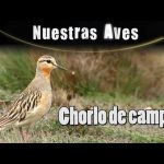 Chorlo de campo
