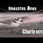Chorlo nevado