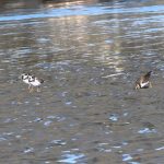 Foto de Chorlo Semipalmado (Aves playeras), familia Charadriidae, aves de Chile