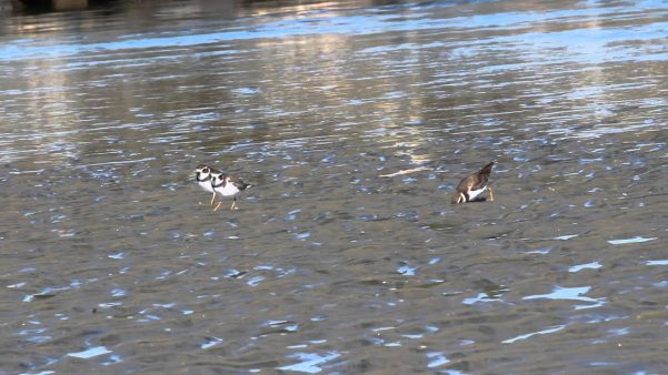 Foto de Chorlo Semipalmado (Aves playeras), familia Charadriidae, aves de Chile