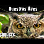 Foto de Tucúquere (), familia Strigidae, aves de Chile