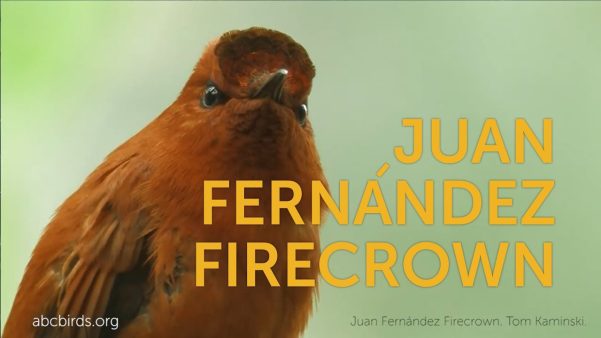 Fardela negra de Juan Fernandez