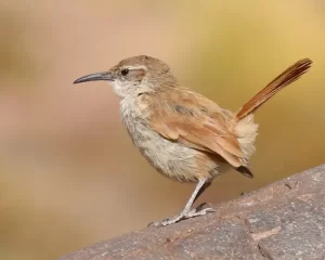 bandurrita roquera un ave unica de los andes
