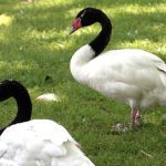descubre todo sobre el fascinante cisne de cuello negro caracteristicas habitat y curiosidades