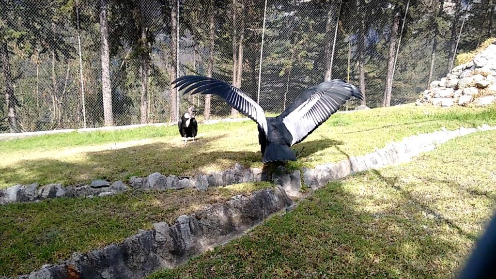 danza de cortejo del condor andino