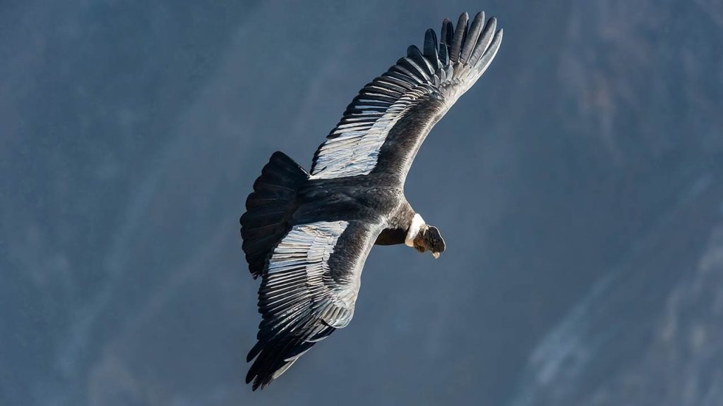 informacion sobre el condor andino en peligro de extincion
