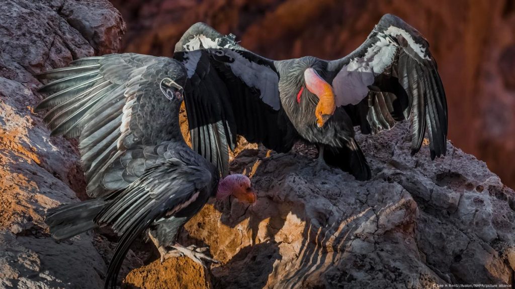 importancia del condor andino en el ecosistema