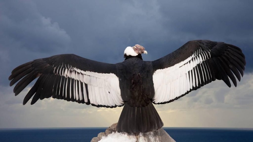 importancia del condor andino en el ecosistema