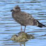 gaviota del pacifico en chile