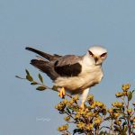 Foto de Bailarín (), familia Accipitridae, aves de Chile