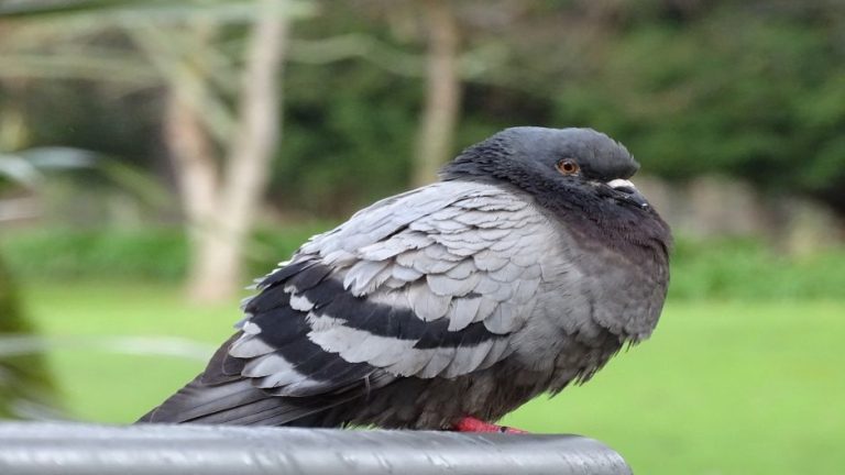 características de las palomas grises que hay en chile