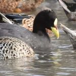 Pato capuchino (Spatula versicolor)