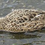 Pato cuchara (Spatula platalea)