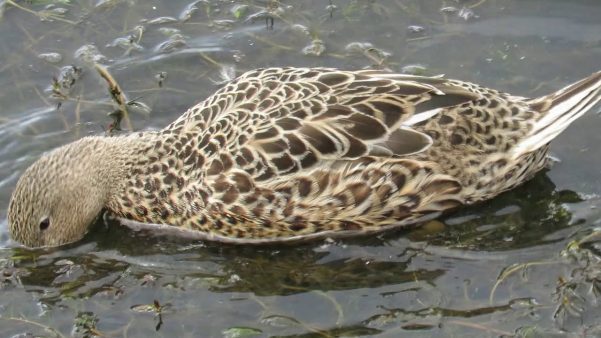 Pato cuchara (Spatula platalea)