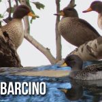 Pato jergón chico (Anas flavirostris)