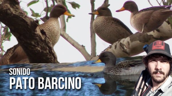 Pato jergón chico (Anas flavirostris)