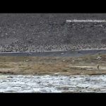 Pato juarjual (Lophonetta specularioides)