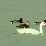 Pato negro (Netta peposaca)