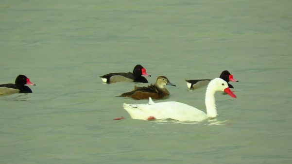 Pato negro (Netta peposaca)