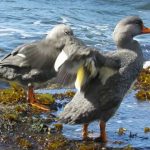 Foto de Pato Quetru No Volador (), familia Anatidae, aves de Chile