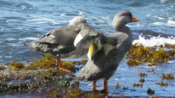 Foto de Pato Quetru No Volador (), familia Anatidae, aves de Chile