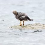 Pato quetru volador (Tachyeres patachonicus)