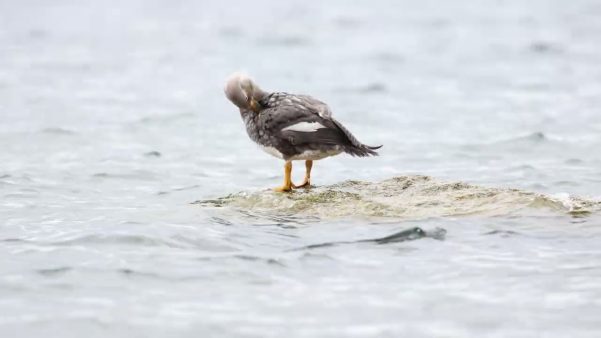 Pato quetru volador (Tachyeres patachonicus)