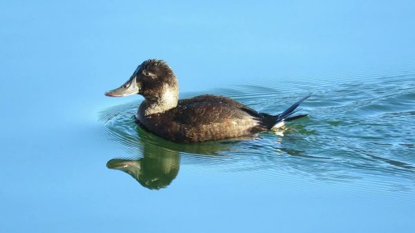 Pato rana de pico ancho (Oxyura ferruginea)