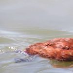 Pato rana de pico delgado (Oxyura vittata)