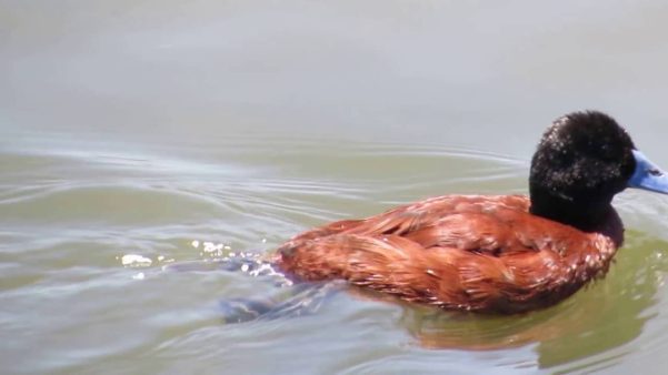 Pato rana de pico delgado (Oxyura vittata)