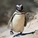 Foto de Pingüino de Magallanes (), familia Spheniscidae, aves de Chile