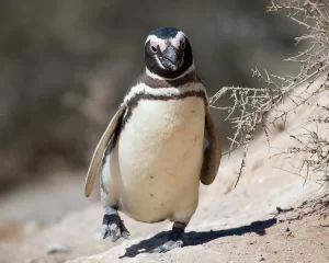 pinguino de magallanes el habitante de las costas patagonicas