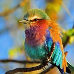 descubre las mejores innovaciones para salvar a las aves del cambio climatico