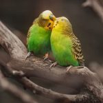 Foto de Chorlo de Pico Grueso (Aves playeras), familia Charadriidae, aves de Chile