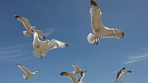 gaviotas chilenas en peligro de extincion