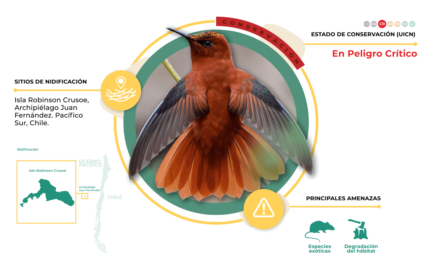 Foto de Picaflor de Juan Fernández (), familia Trochilidae, aves de Chile