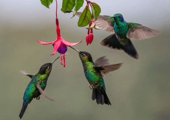que diferencia hay entre un colibri y un picaflor