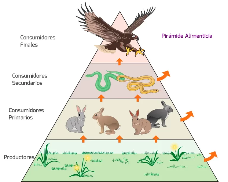 quien se come al aguila en la cadena alimenticia