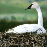 cisne trompetero cygnus buccinator