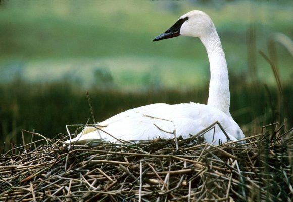 cisne trompetero cygnus buccinator
